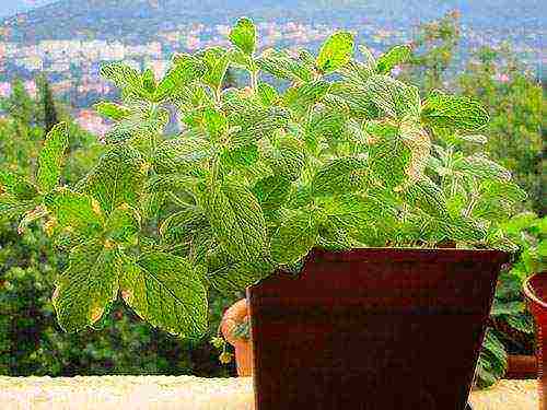 how to grow mint at home in pots in winter