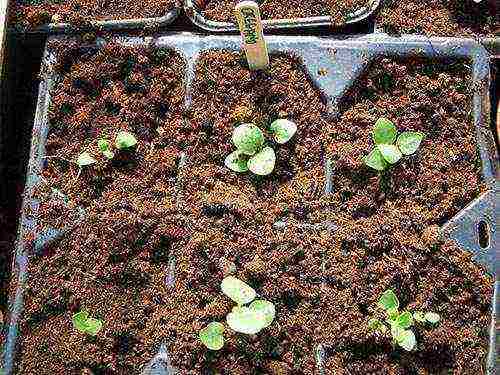 kung paano palaguin ang mint sa bahay sa mga kaldero sa taglamig