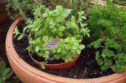 how to grow mint at home in pots in winter