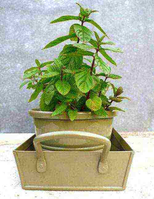 how to grow mint at home in pots in winter