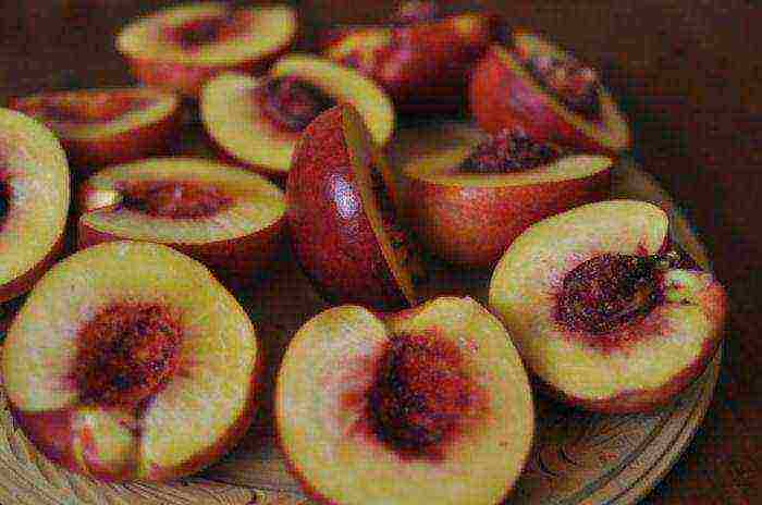 how to grow nectarine from a stone at home