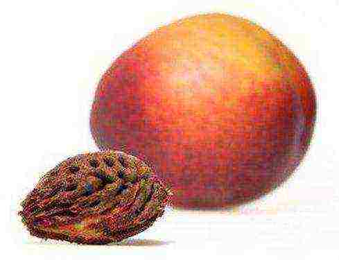 how to grow nectarine from a stone at home