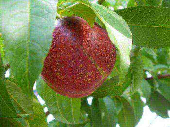 how to grow nectarine from a stone at home