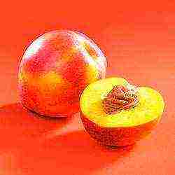 how to grow nectarine from a stone at home