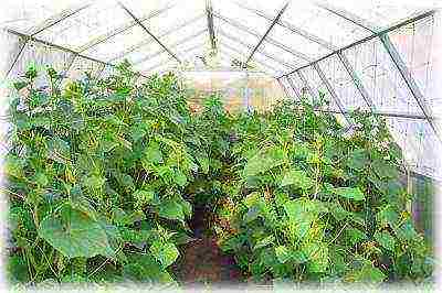 how to grow cucumbers in a polycarbonate greenhouse in winter