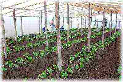 how to grow cucumbers in a polycarbonate greenhouse in winter