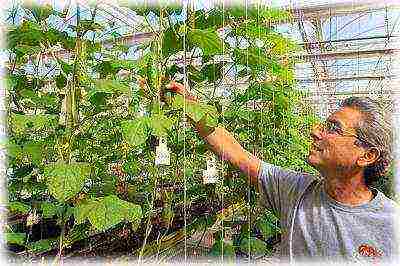 kung paano palaguin ang mga pipino sa isang polycarbonate greenhouse sa taglamig