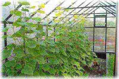 how to grow cucumbers in a polycarbonate greenhouse in winter