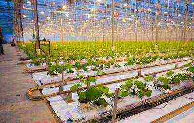 how to grow cucumbers in a polycarbonate greenhouse in winter