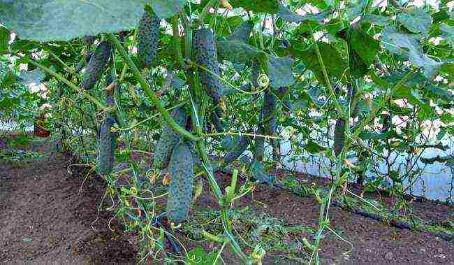 how to grow cucumbers in a polycarbonate greenhouse in winter