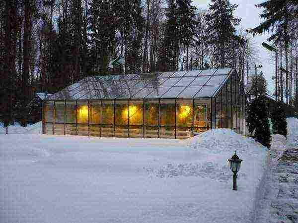 kung paano palaguin ang mga pipino sa isang polycarbonate greenhouse sa taglamig