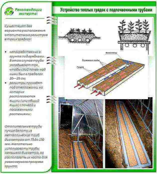 kung paano palaguin ang mga pipino sa isang polycarbonate greenhouse sa taglamig