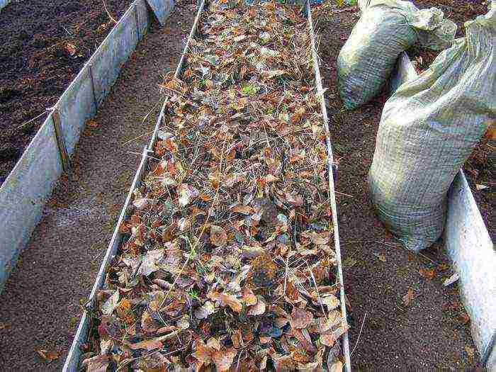 kung paano palaguin ang mga pipino sa isang polycarbonate greenhouse sa taglamig