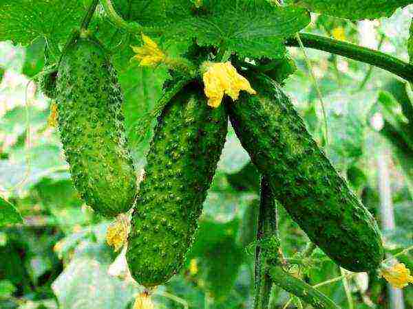 how to grow cucumbers in a polycarbonate greenhouse in winter