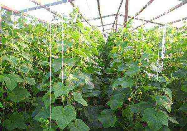 how to grow cucumbers in a polycarbonate greenhouse in winter