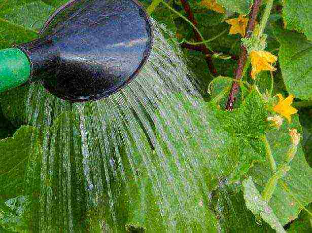 how to grow cucumbers in a polycarbonate greenhouse in winter