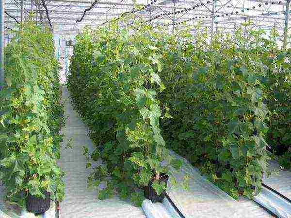 how to grow cucumbers in a polycarbonate greenhouse in winter