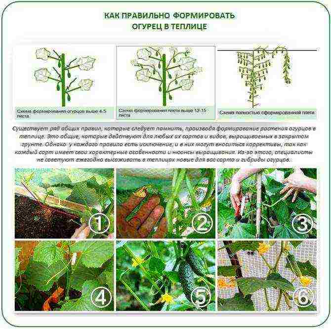 how to grow cucumbers in a polycarbonate greenhouse in winter