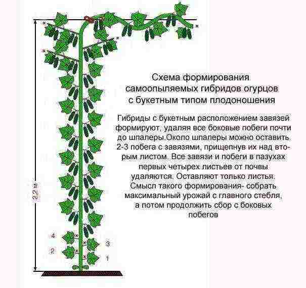 how to grow cucumbers in a polycarbonate greenhouse in winter