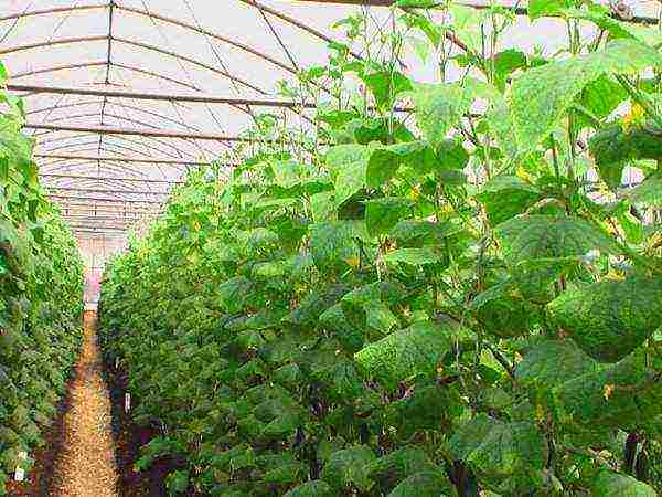 how to grow cucumbers in a polycarbonate greenhouse in winter