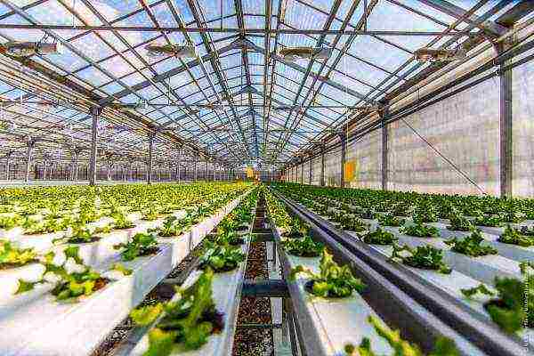 how to grow cucumbers in a polycarbonate greenhouse in winter