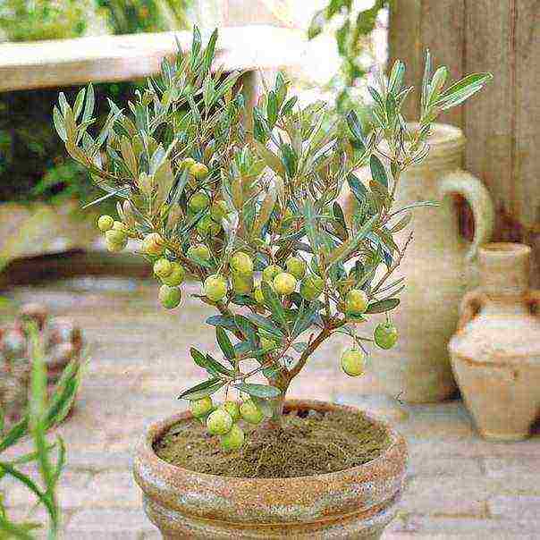 how to grow an olive tree at home