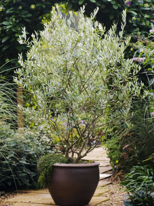 how to grow an olive tree at home