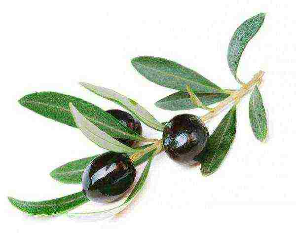 how to grow an olive tree at home