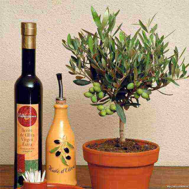 how to grow an olive tree at home