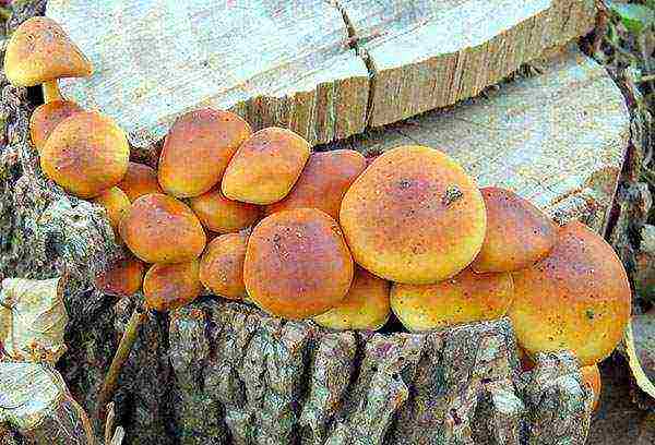 how to grow mushrooms at home on stumps