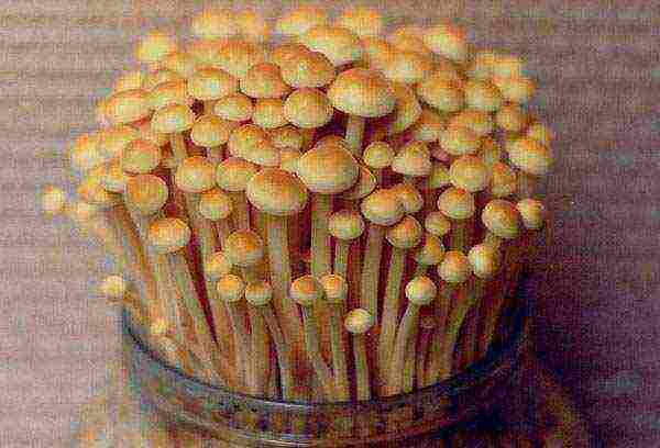 how to grow mushrooms at home on stumps