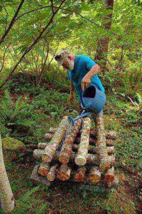 how to grow mushrooms at home on stumps