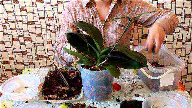 how to grow orchids from Vietnam at home