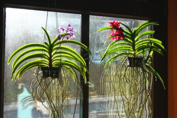how to grow orchids at home and reproduction