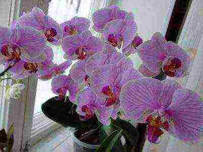 how to grow an orchid at home from seeds