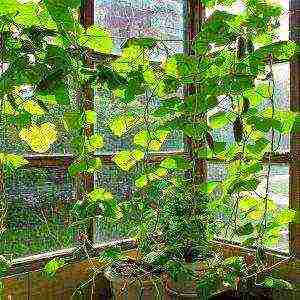 kako uzgajati partenokarpične krastavce na prozorskoj dasci