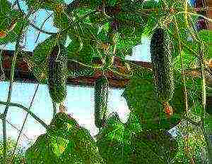 how to grow parthenocarpic cucumbers on a windowsill