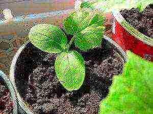 how to grow parthenocarpic cucumbers on a windowsill