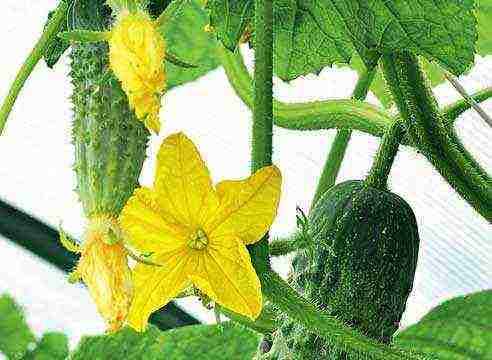 kung paano palaguin ang mga parthenocarpic cucumber sa isang windowsill