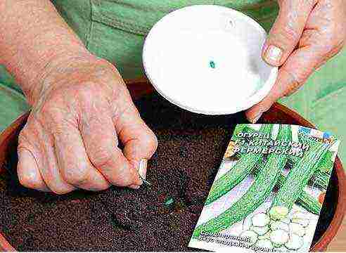 how to grow parthenocarpic cucumbers on a windowsill