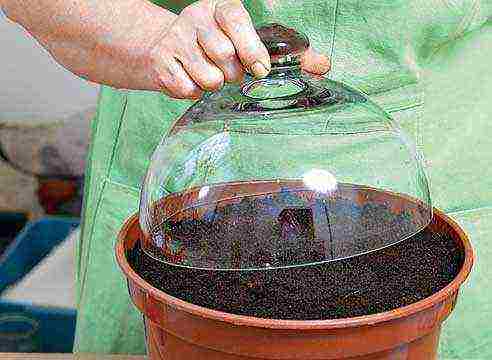 how to grow parthenocarpic cucumbers on a windowsill