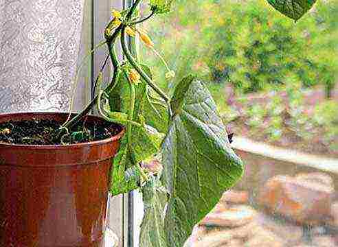 how to grow parthenocarpic cucumbers on a windowsill