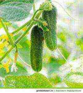 kung paano palaguin ang mga parthenocarpic cucumber sa isang windowsill