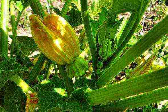 how to grow squash in the open field in the suburbs