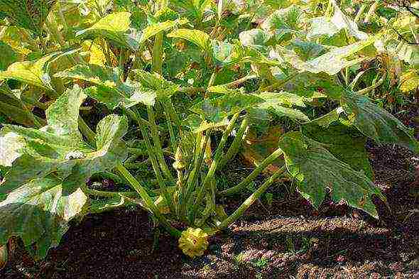 how to grow squash in the open field in the suburbs