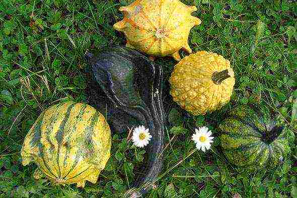 how to grow squash in the open field in the suburbs