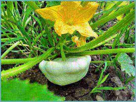 how to grow squash in the open field in the suburbs