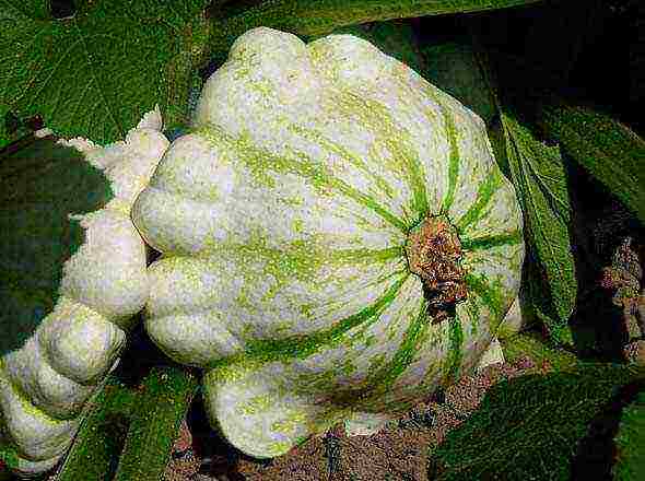 how to grow squash in the open field in the suburbs