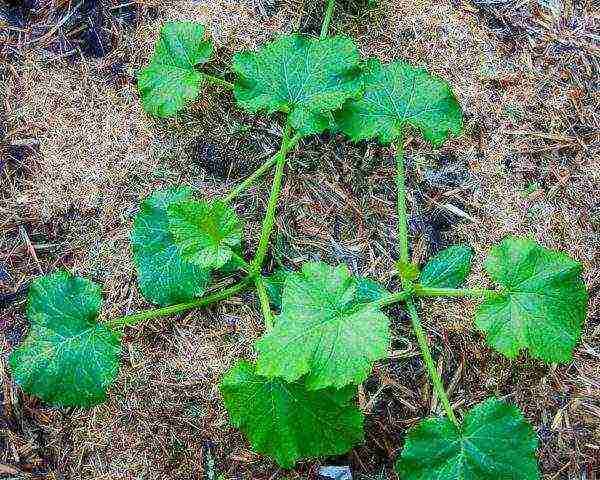 how to grow squash in the open field in the suburbs