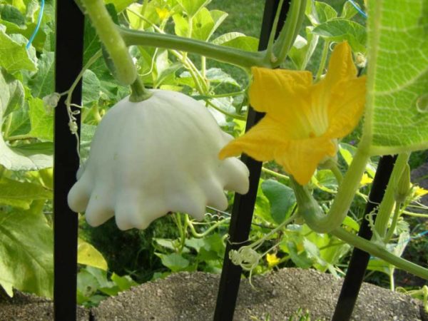 how to grow squash in the open field in the suburbs